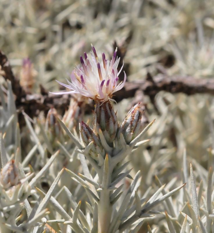 Centaurea horrida / Fiordaliso spinoso